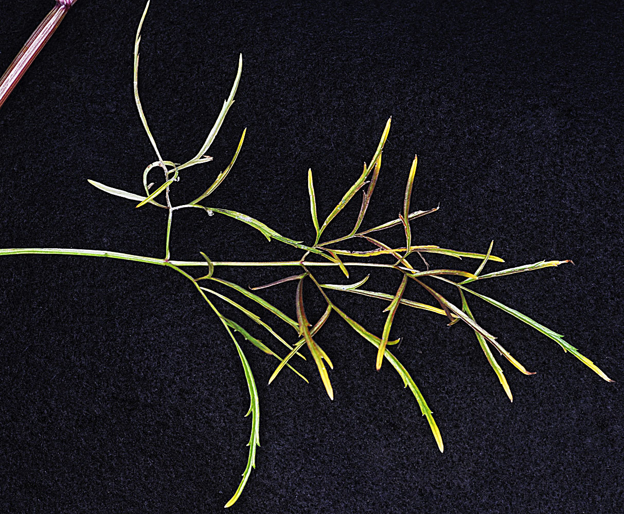 Flora of Eastern Washington Image: Cicuta bulbifera