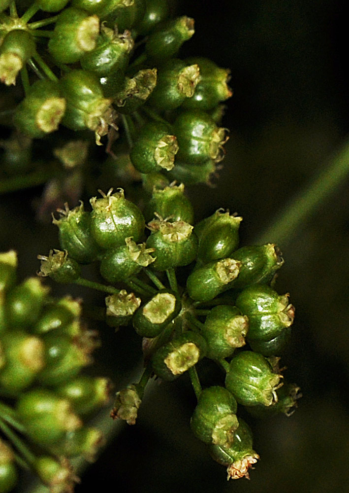 Flora of Eastern Washington Image: Cicuta douglasii