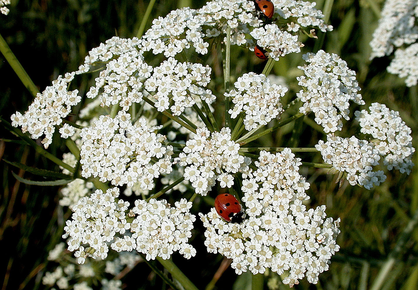 Flora of Eastern Washington Image: Cicuta douglasii