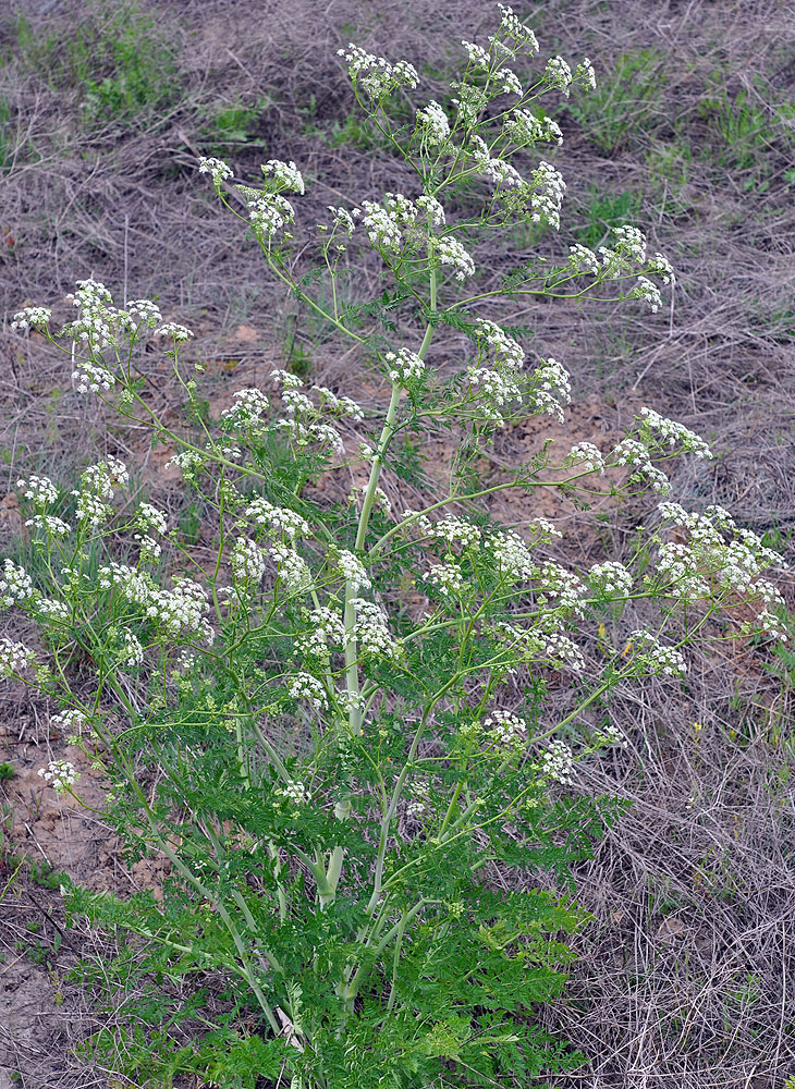 Flora of Eastern Washington Image: Conium maculatum