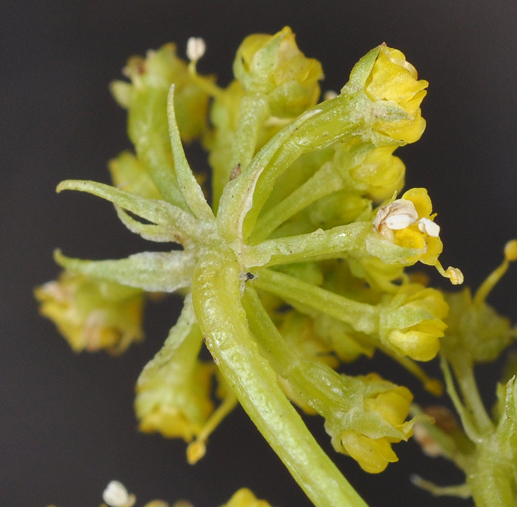 Flora of Eastern Washington Image: Cymopterus foeniculaceus