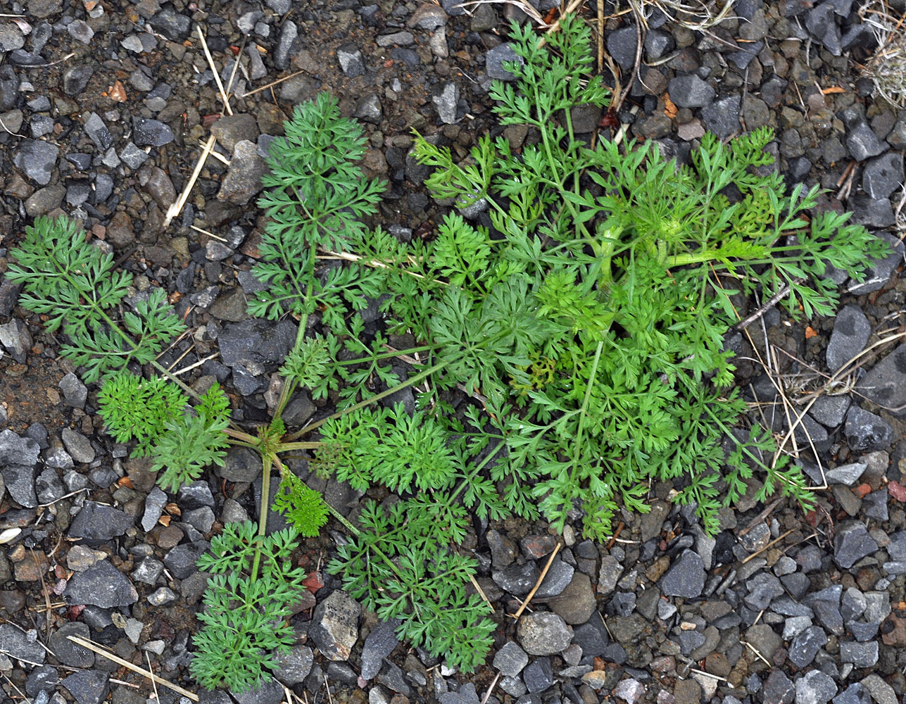 Flora of Eastern Washington Image: Daucus carota