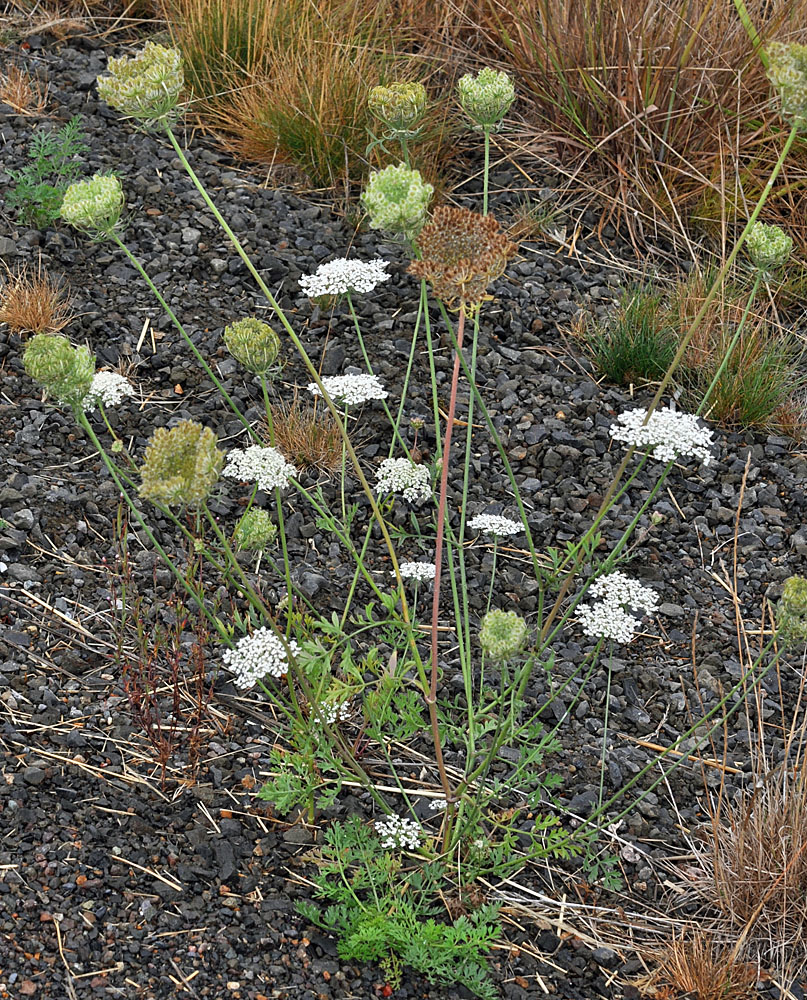 Flora of Eastern Washington Image: Daucus carota