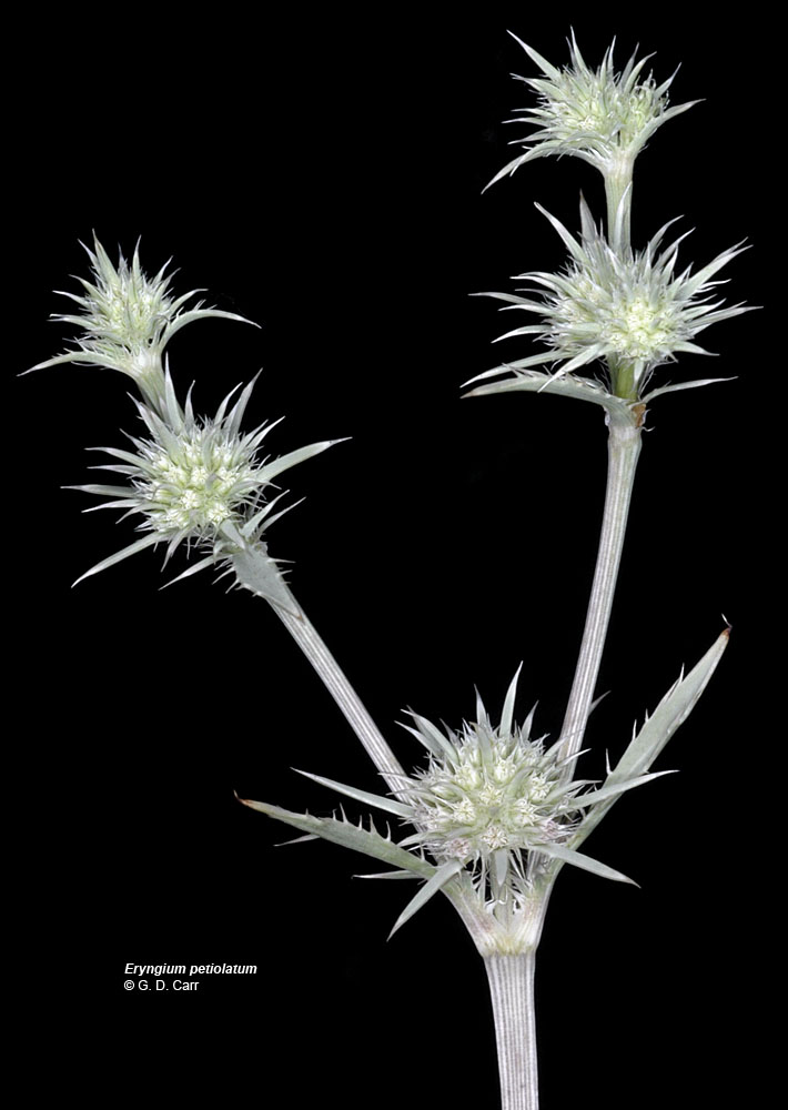 Flora of Eastern Washington Image: Eryngium petiolatum