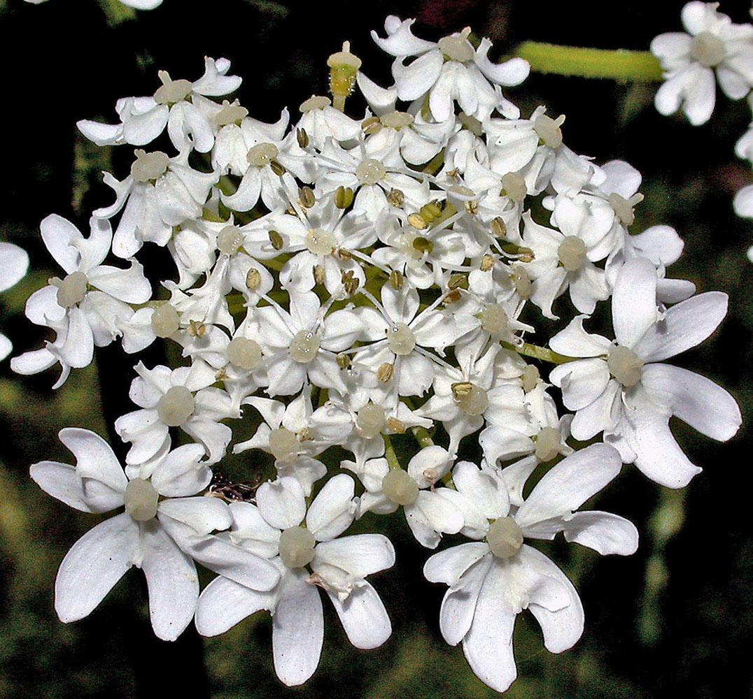 Flora of Eastern Washington Image: Heracleum maximum