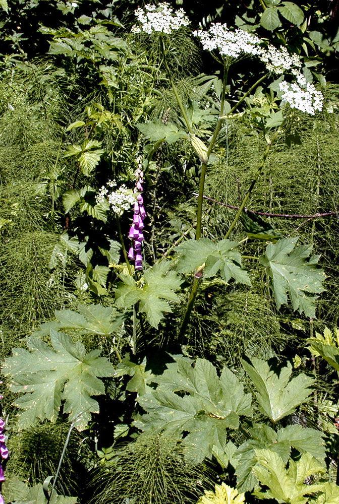 Flora of Eastern Washington Image: Heracleum maximum