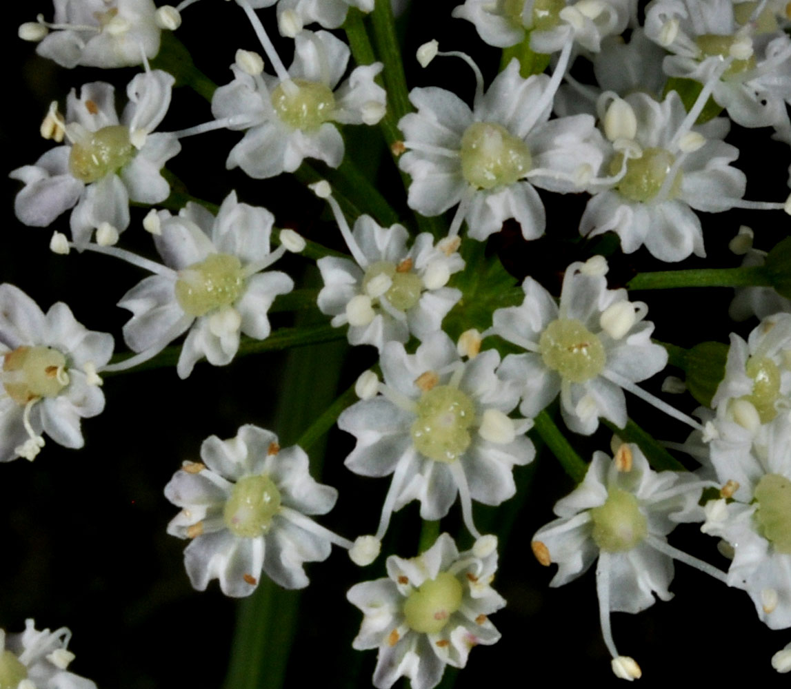 Flora of Eastern Washington Image: Ligusticum canbyi