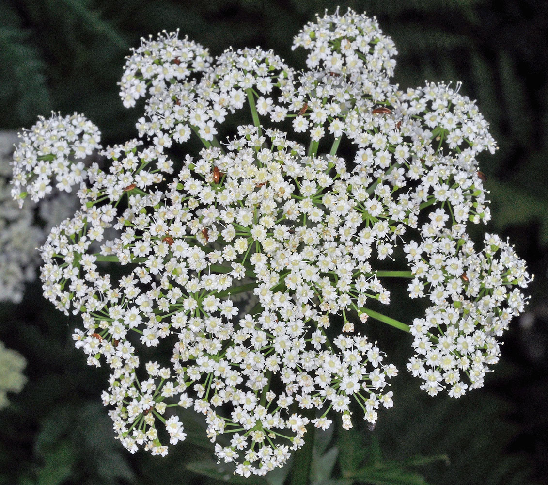 Flora of Eastern Washington Image: Ligusticum canbyi