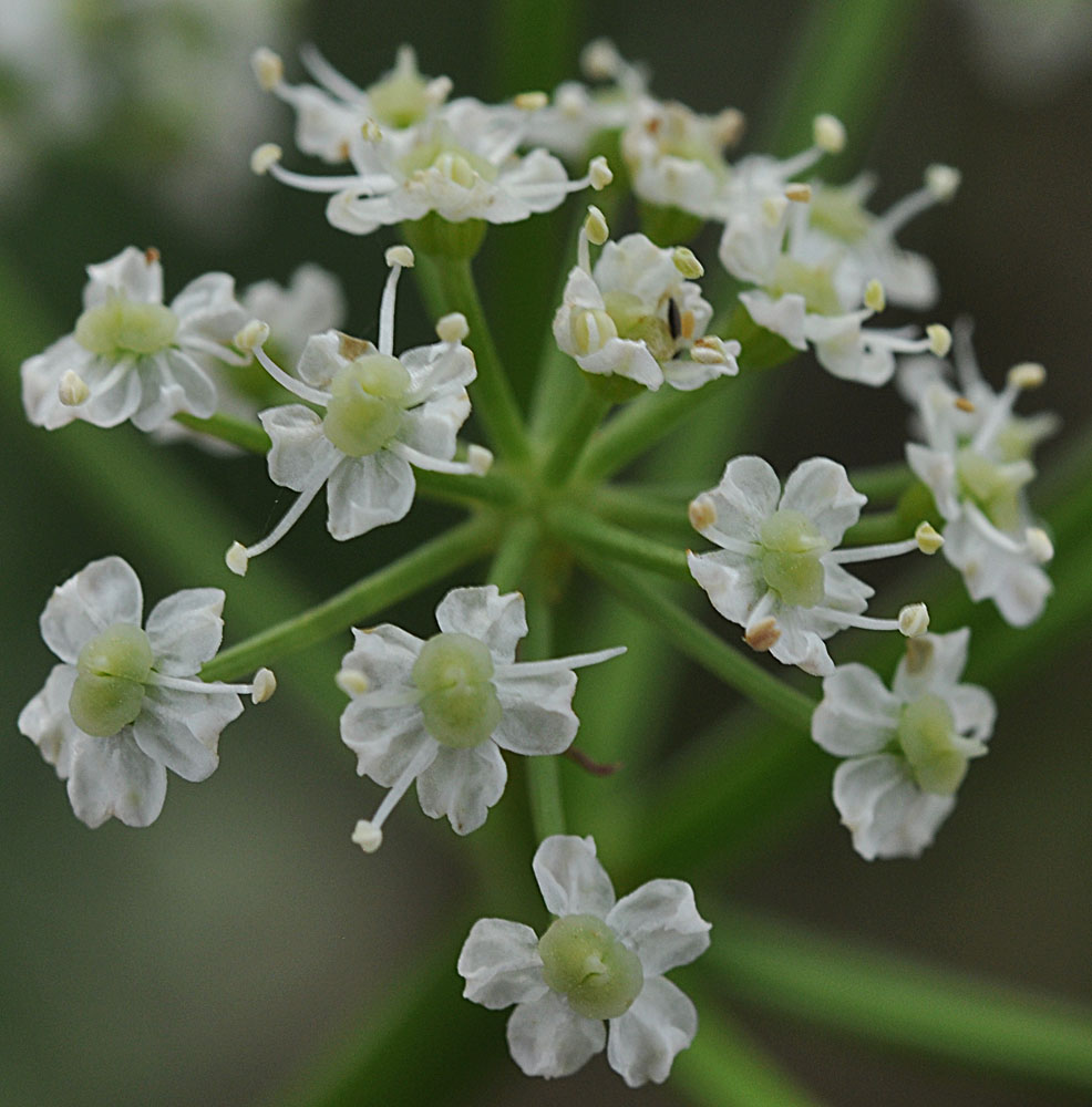 Flora of Eastern Washington Image: Ligusticum grayi