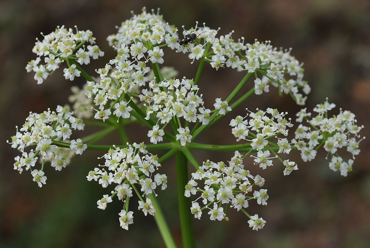 Flora of Eastern Washington Image: Ligusticum grayi