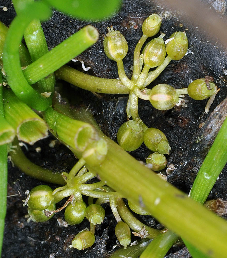 Flora of Eastern Washington Image: Lilaeopsis occidentalis