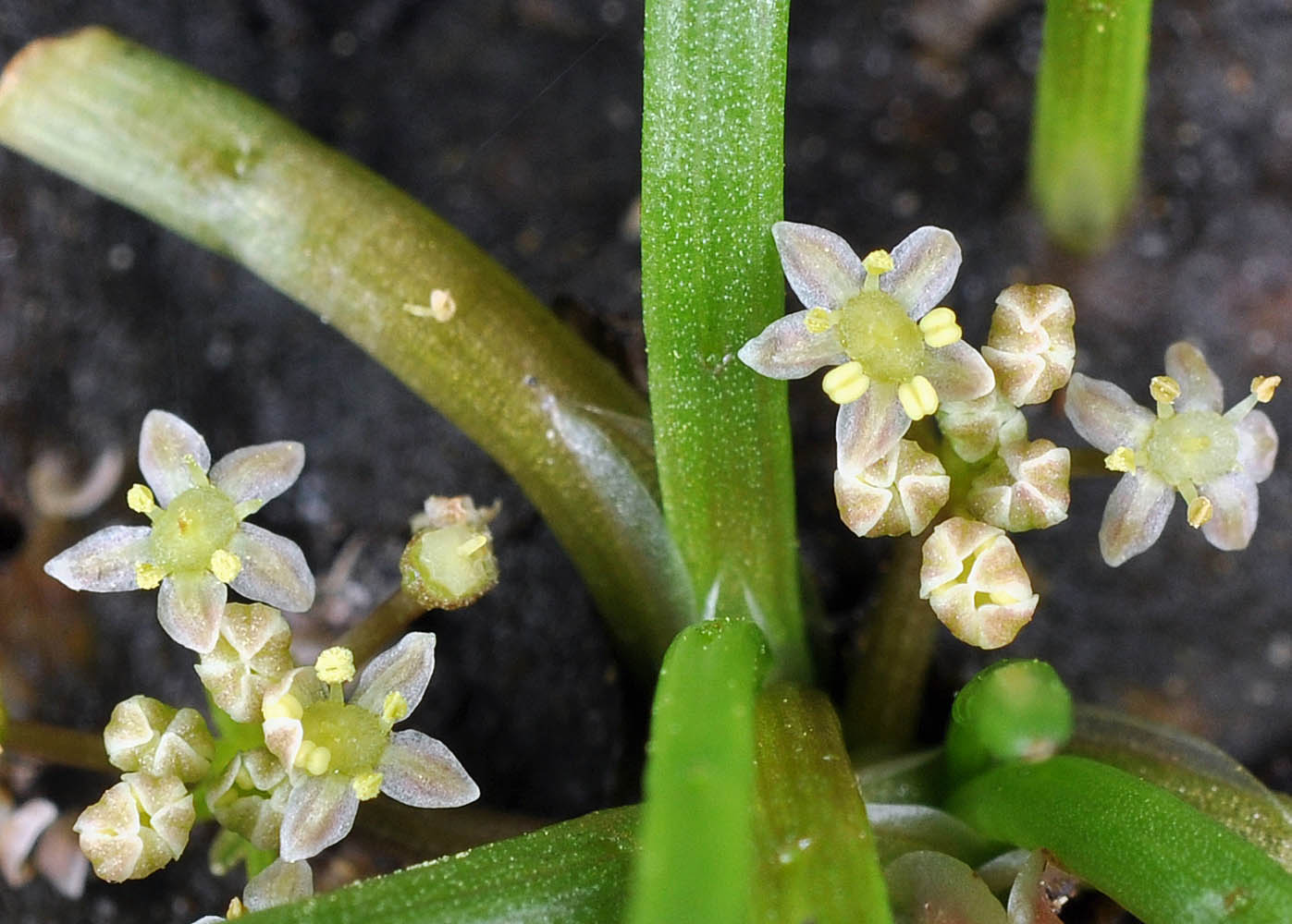 Flora of Eastern Washington Image: Lilaeopsis occidentalis