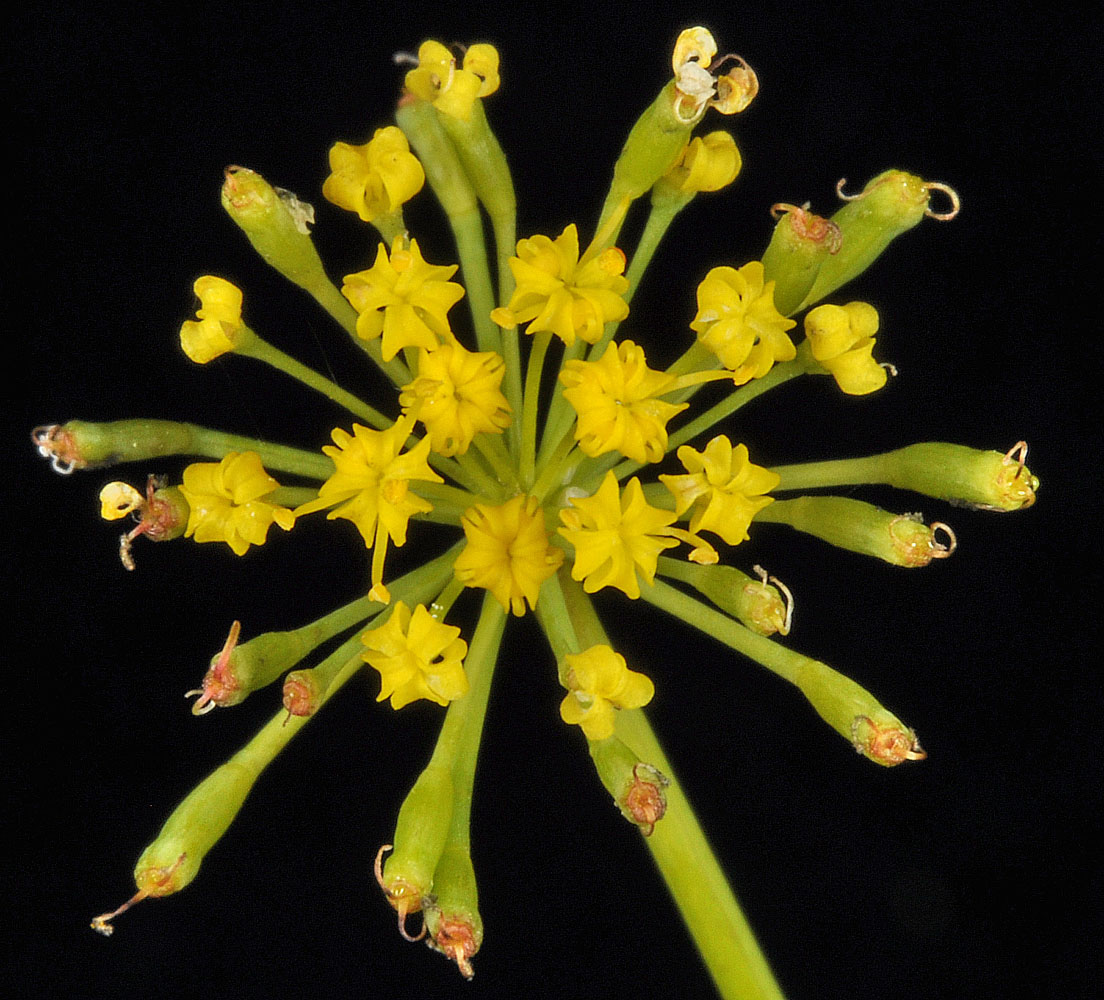Flora of Eastern Washington Image: Lomatium ambiguum