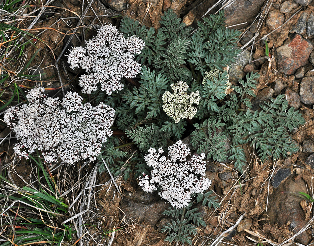 Flora of Eastern Washington Image: Lomatium canbyi