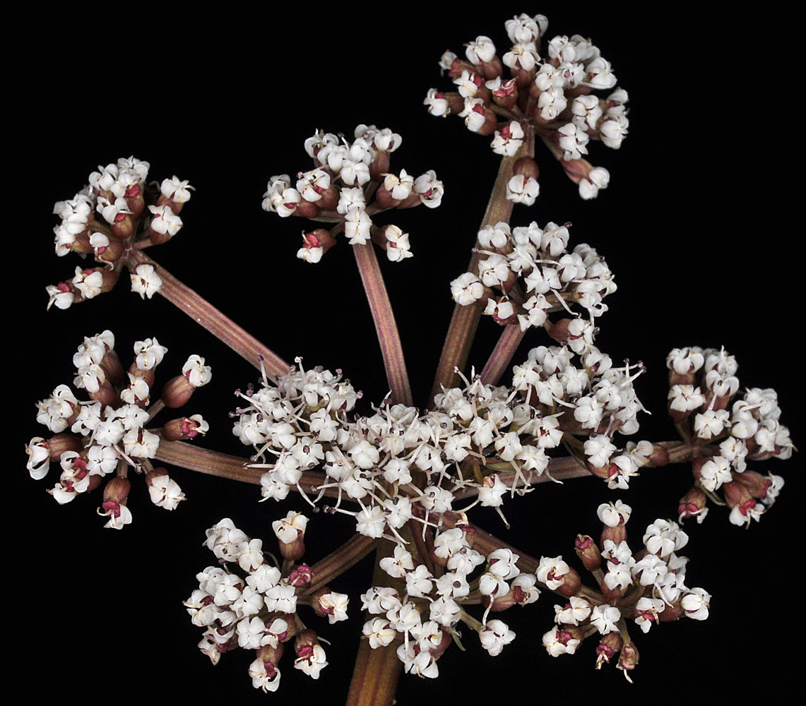 Flora of Eastern Washington Image: Lomatium canbyi