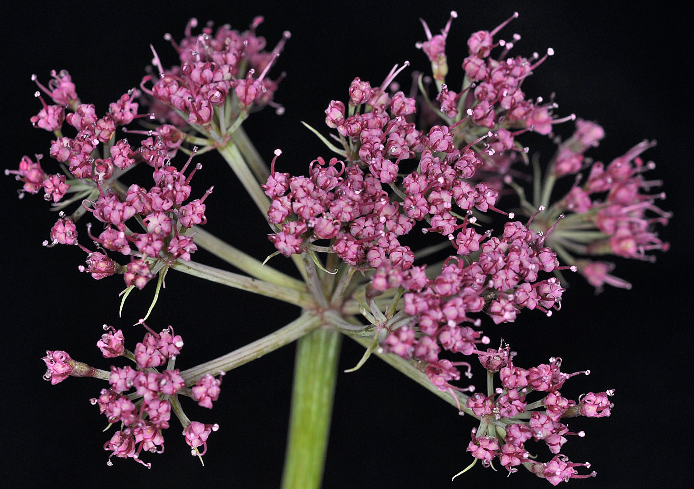 Flora of Eastern Washington Image: Lomatium columbianum