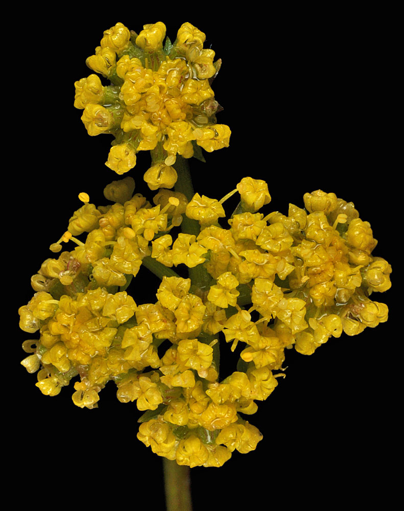 Flora of Eastern Washington Image: Lomatium cous