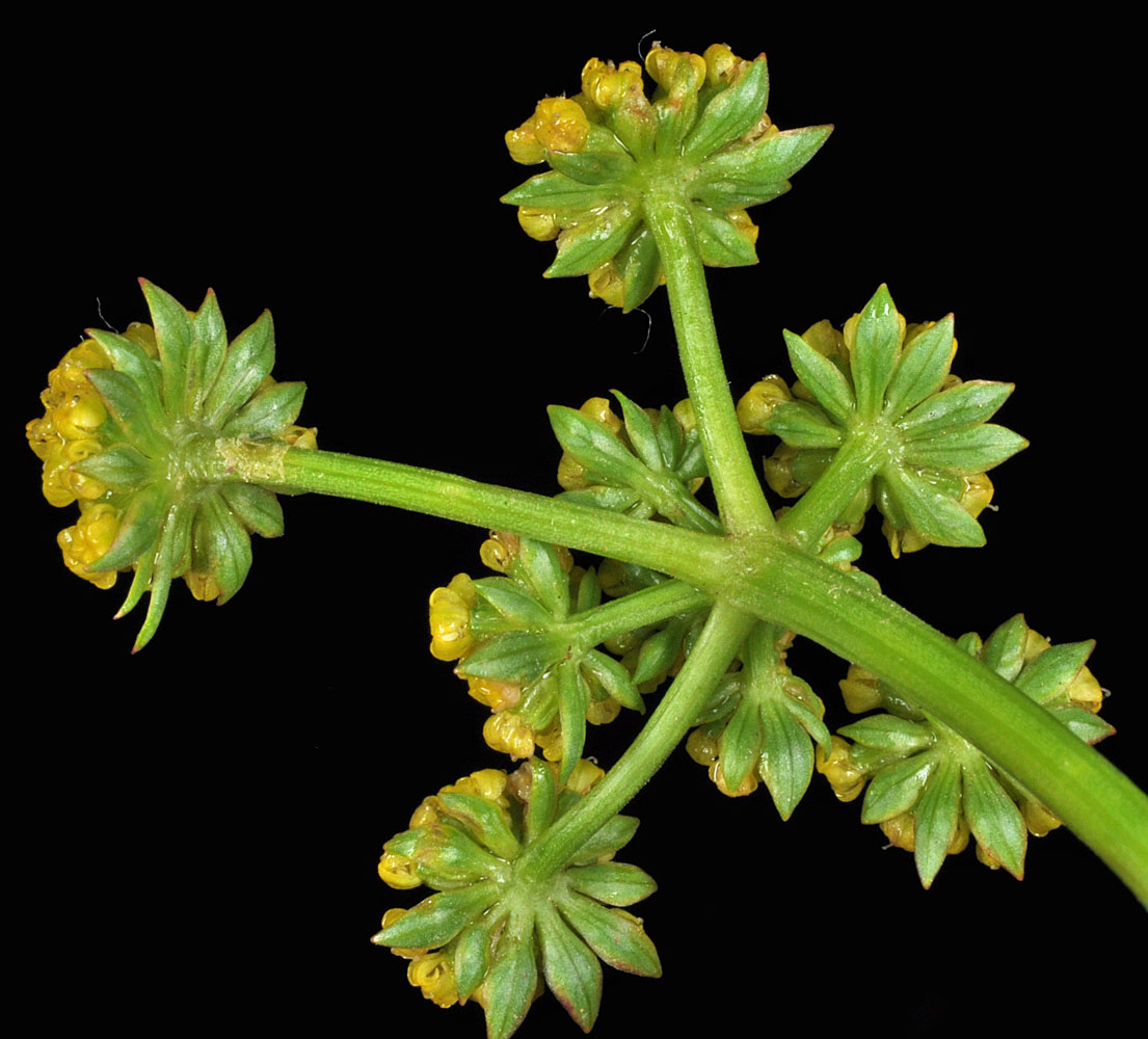 Flora of Eastern Washington Image: Lomatium cous