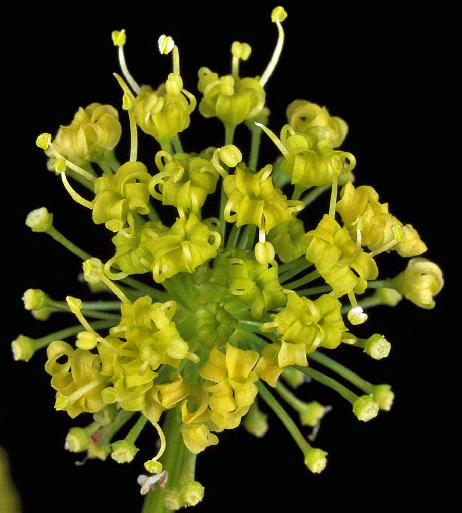 Flora of Eastern Washington Image: Lomatium multifidum