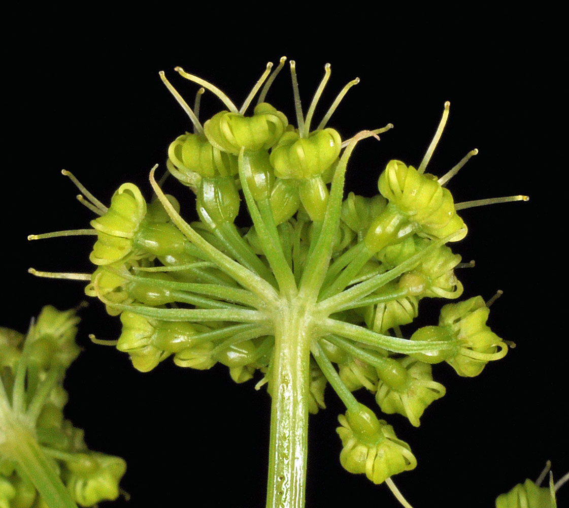 Flora of Eastern Washington Image: Lomatium multifidum