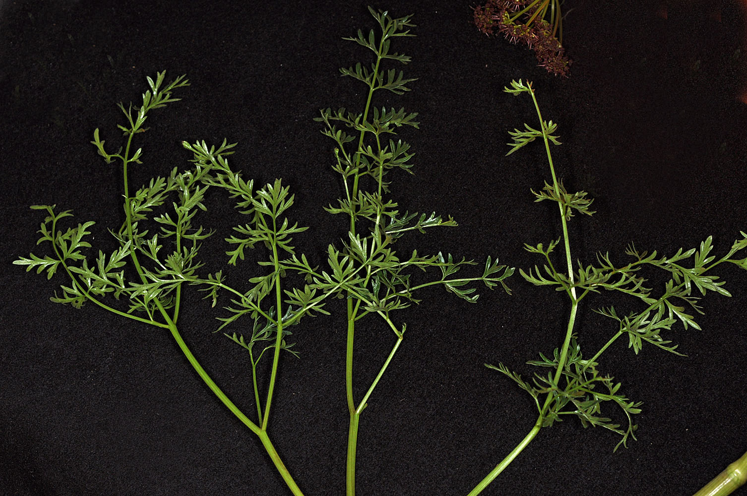 Flora of Eastern Washington Image: Lomatium dissectum