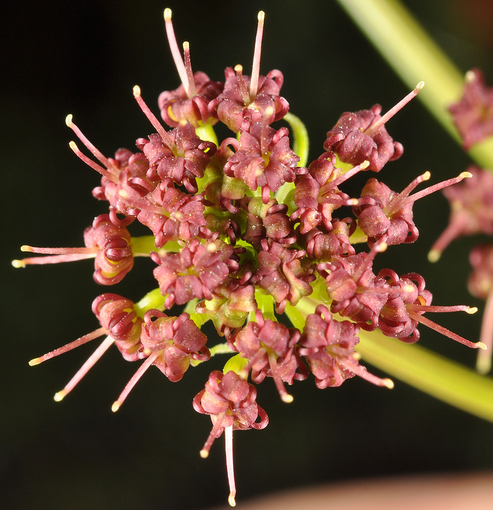 Flora of Eastern Washington Image: Lomatium dissectum