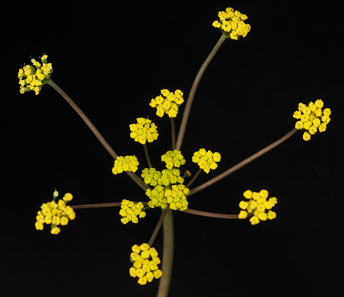 Flora of Eastern Washington Image: Lomatium farinosum hambleniae