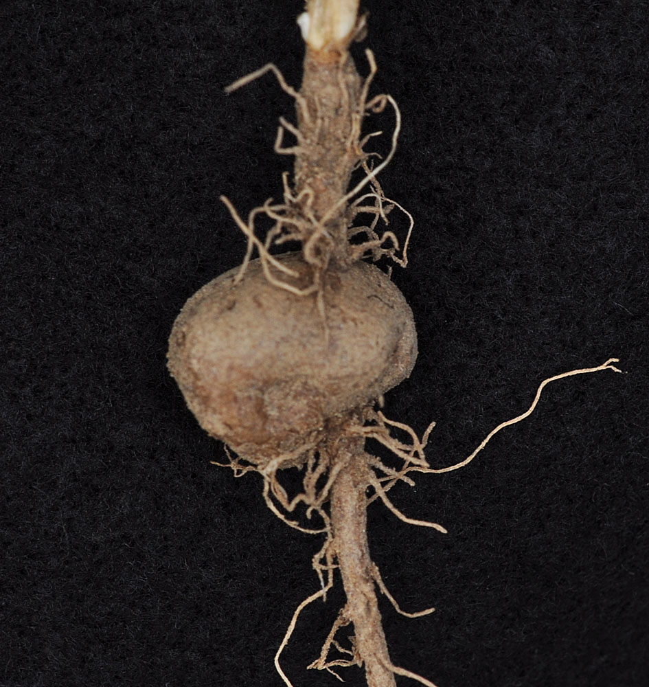 Flora of Eastern Washington Image: Lomatium farinosum hambleniae