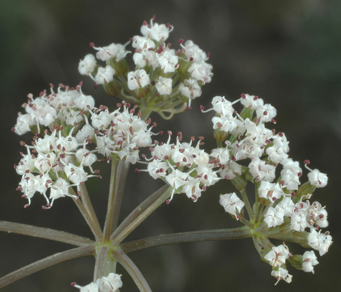 Flora of Eastern Washington Image: Lomatium farinosum