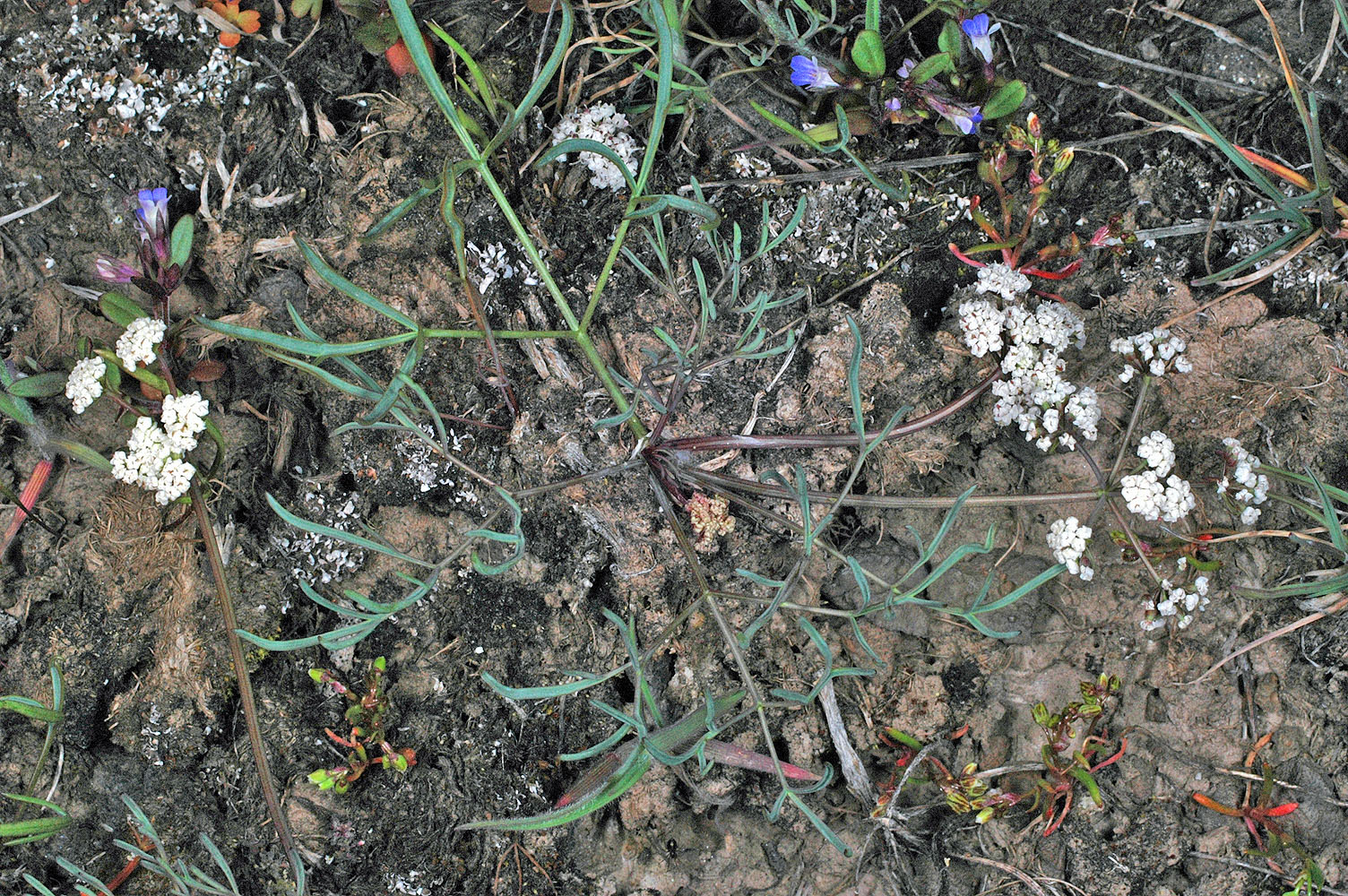 Flora of Eastern Washington Image: Lomatium farinosum