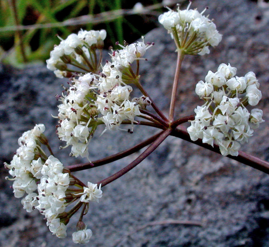 Flora of Eastern Washington Image: Lomatium gormanii