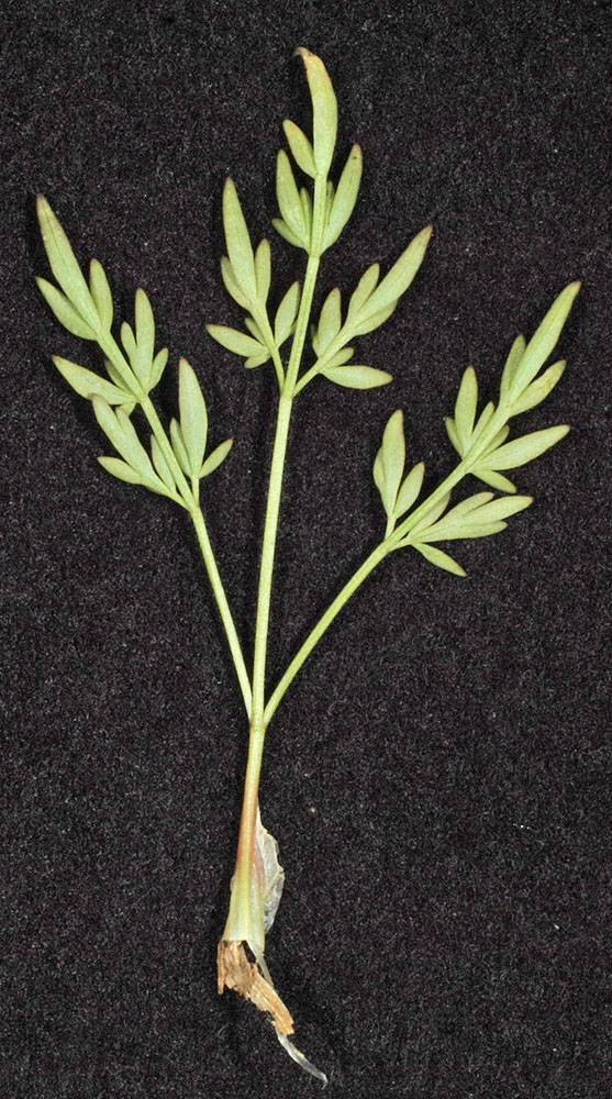 Flora of Eastern Washington Image: Lomatium gormanii