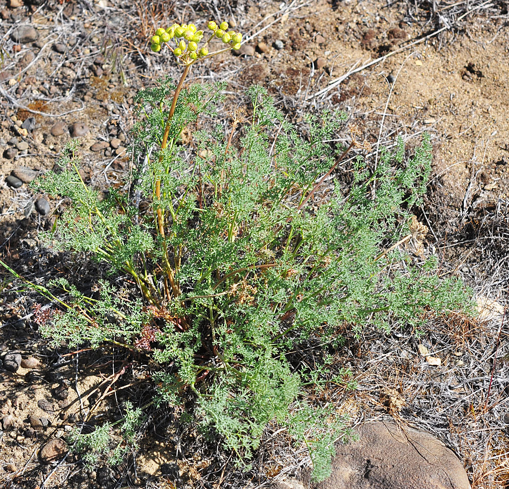 Flora of Eastern Washington Image: Lomatium grayi