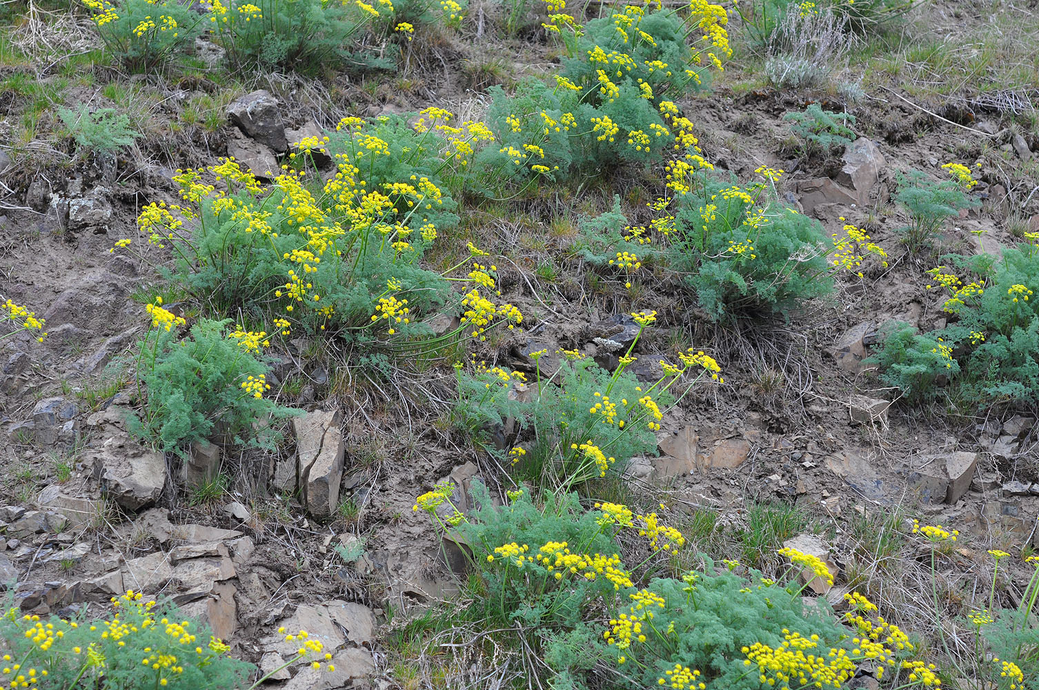 Flora of Eastern Washington Image: Lomatium grayi