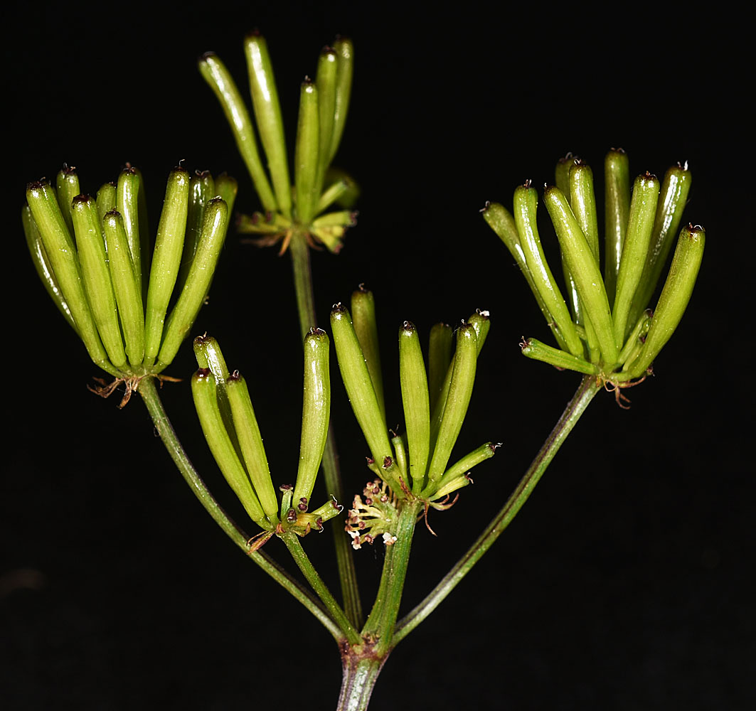 Flora of Eastern Washington Image: Lomatium leptocarpum