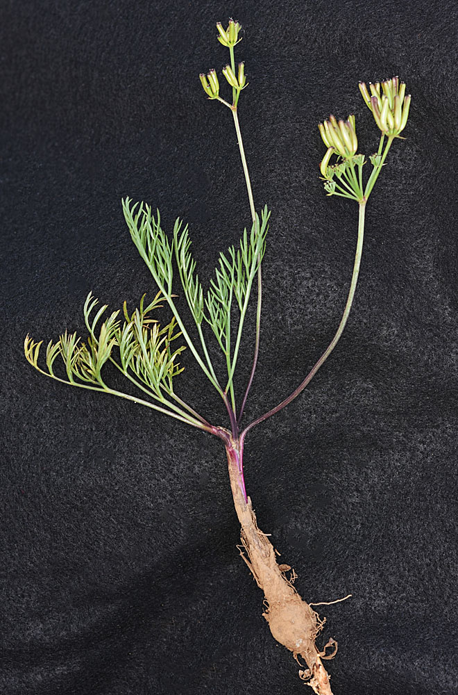Flora of Eastern Washington Image: Lomatium leptocarpum