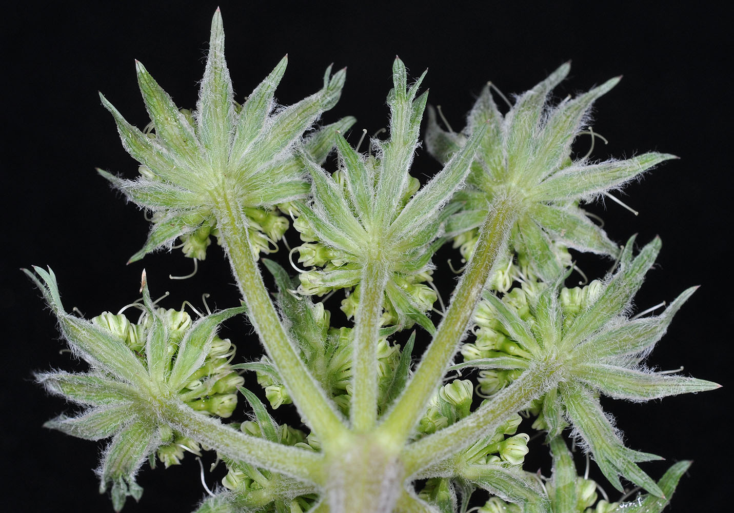 Flora of Eastern Washington Image: Lomatium macrocarpum