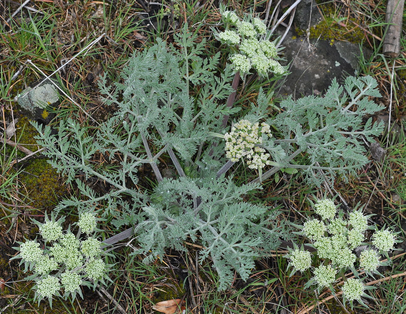 Flora of Eastern Washington Image: Lomatium macrocarpum