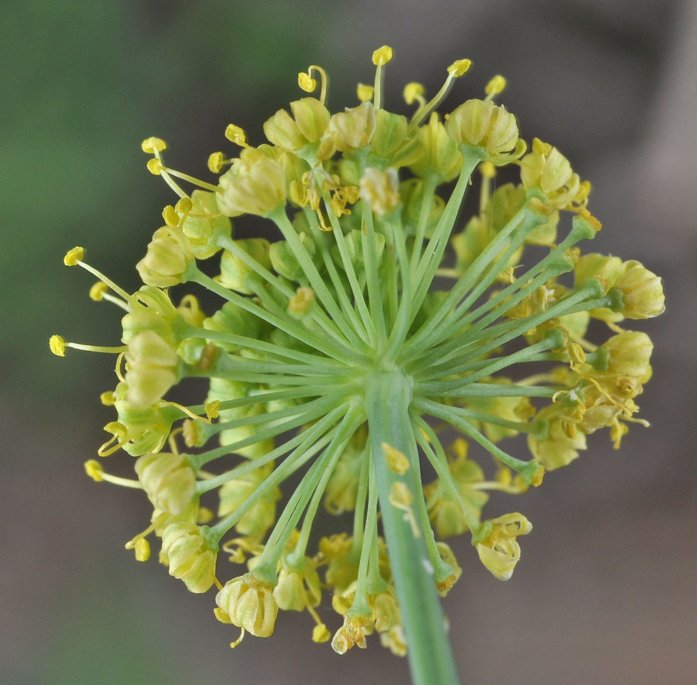 Flora of Eastern Washington Image: Lomatium nudicaule