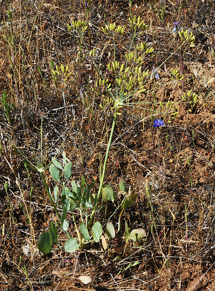 Flora of Eastern Washington Image: Lomatium nudicaule