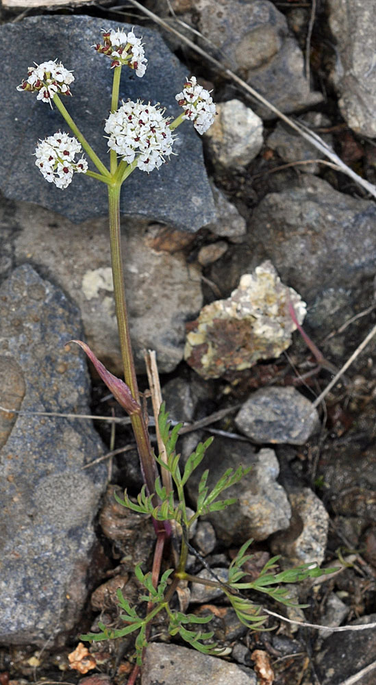 Flora of Eastern Washington Image: Lomatium piperi
