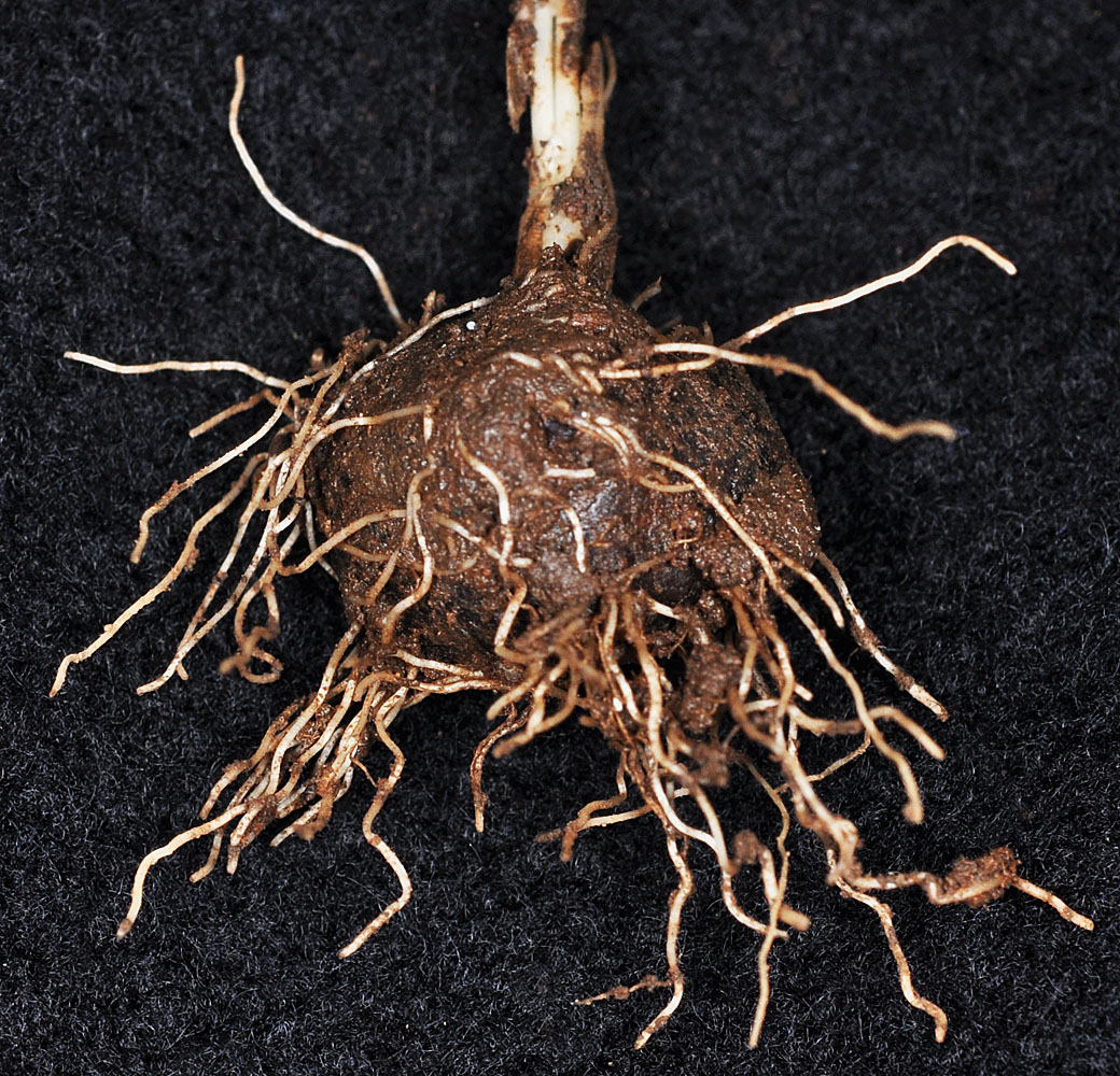Flora of Eastern Washington Image: Lomatium piperi