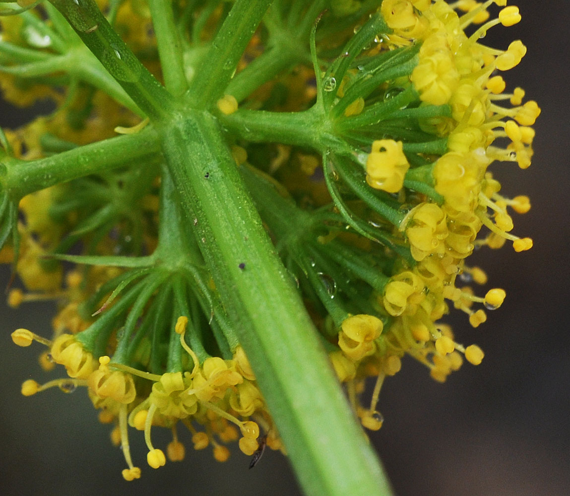 Flora of Eastern Washington Image: Lomatium quintuplex