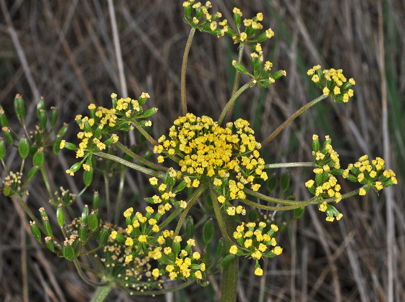 Flora of Eastern Washington Image: Lomatium rollinsii