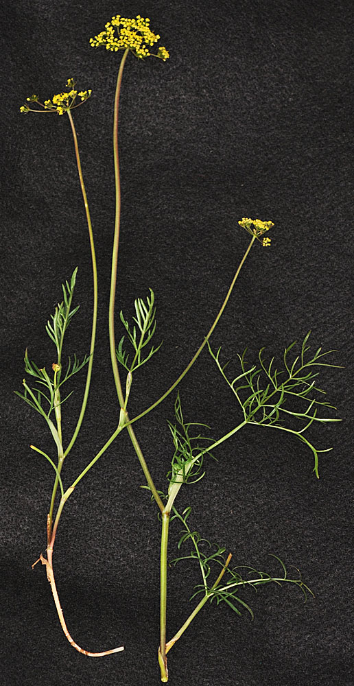 Flora of Eastern Washington Image: Lomatium rollinsii