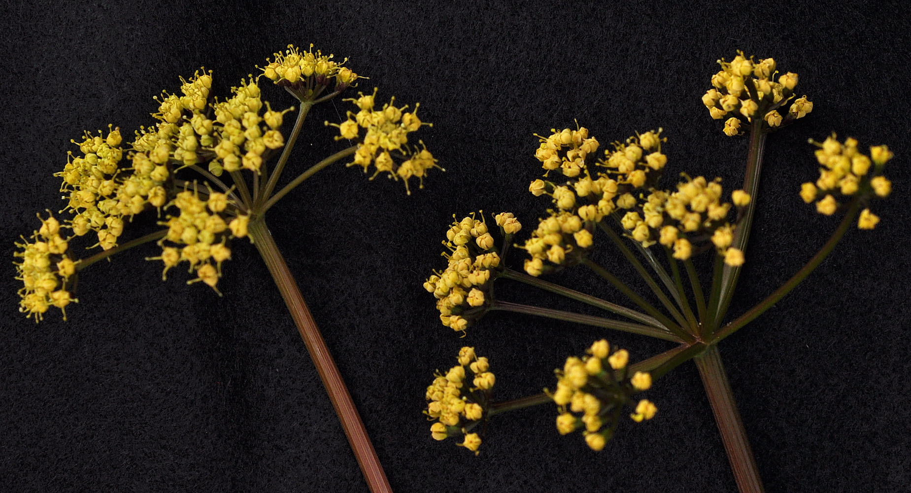 Flora of Eastern Washington Image: Lomatium salmoniflorum