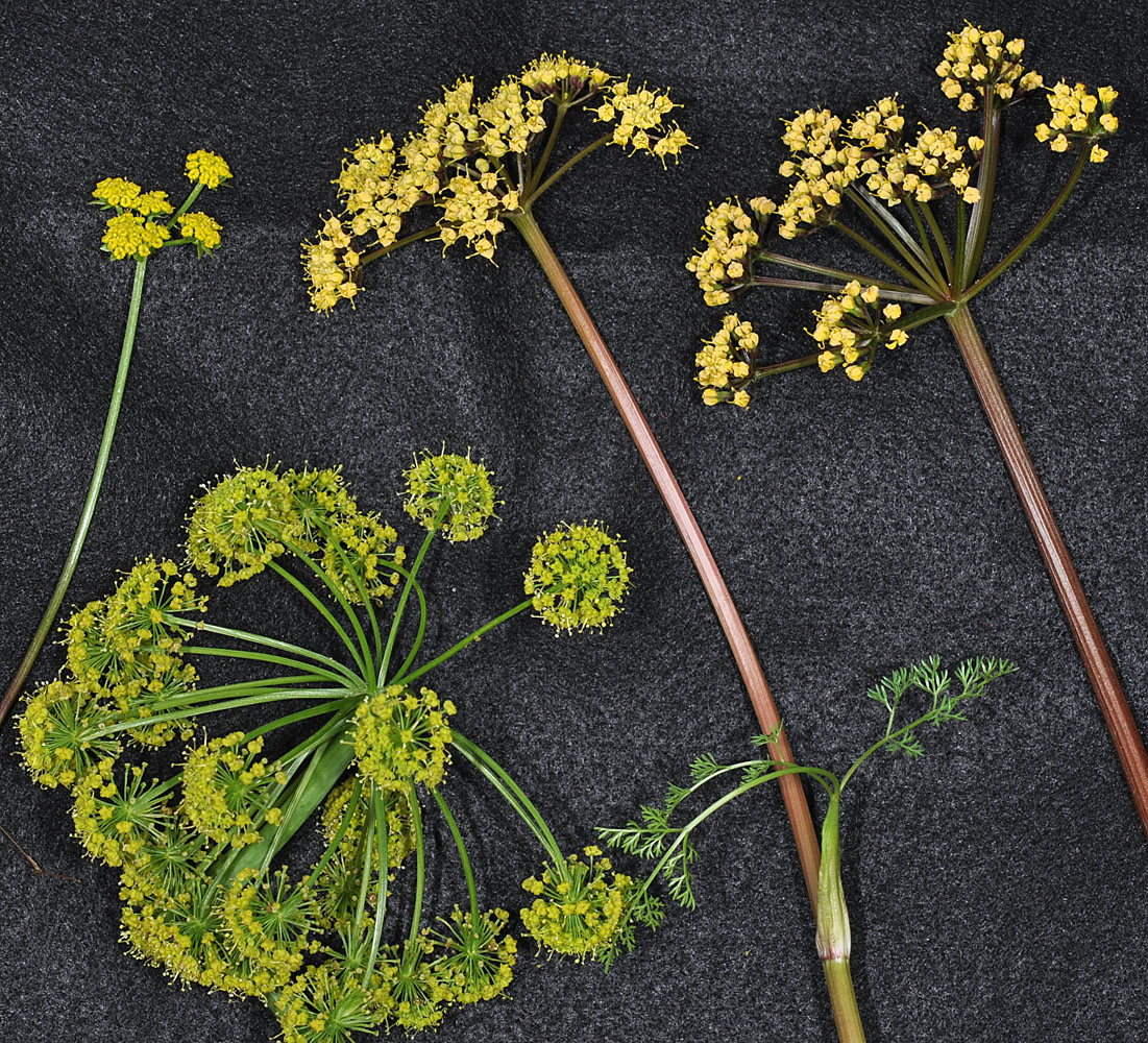Flora of Eastern Washington Image: Lomatium salmoniflorum