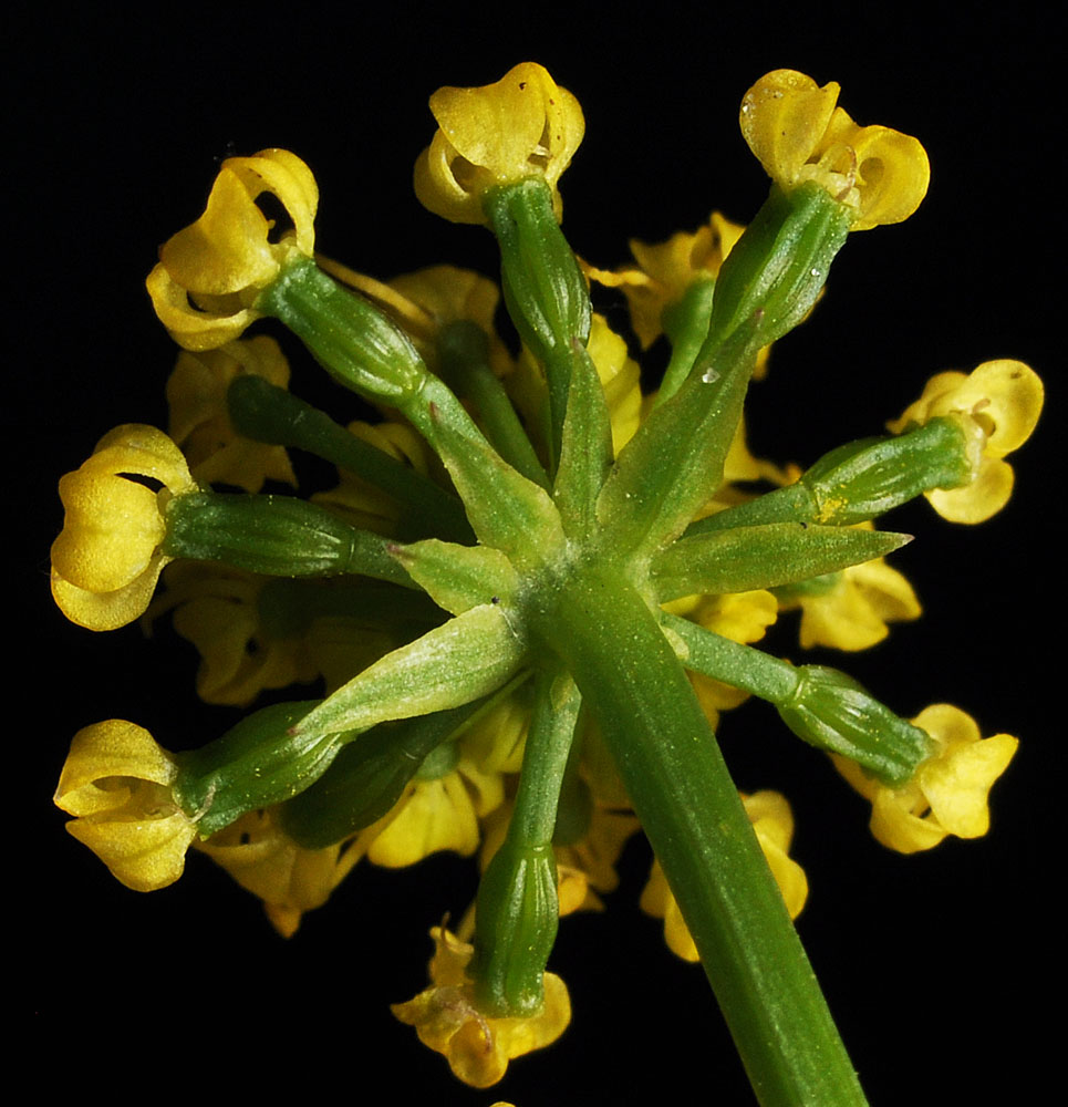 Flora of Eastern Washington Image: Lomatium serpentinum