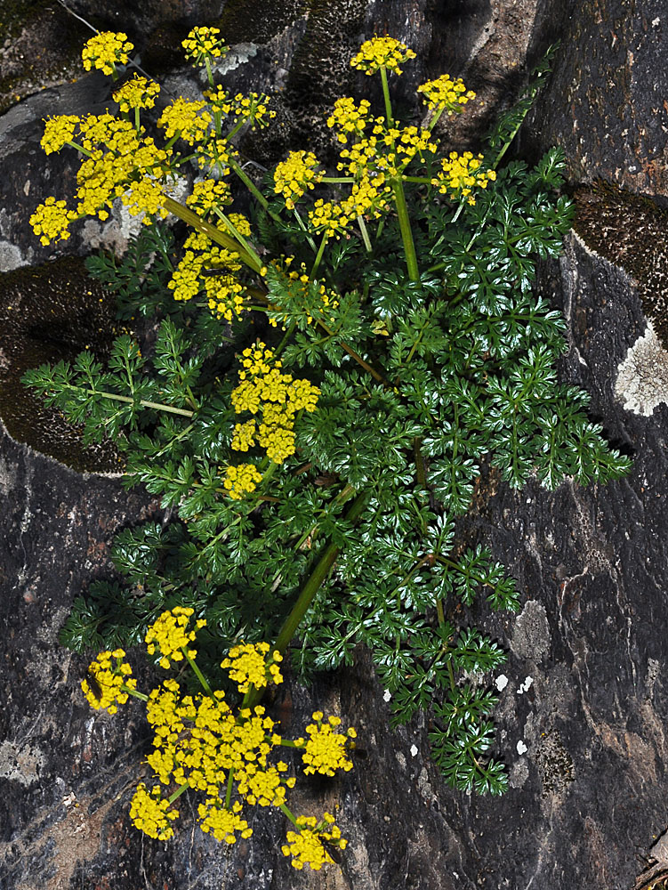 Flora of Eastern Washington Image: Lomatium serpentinum