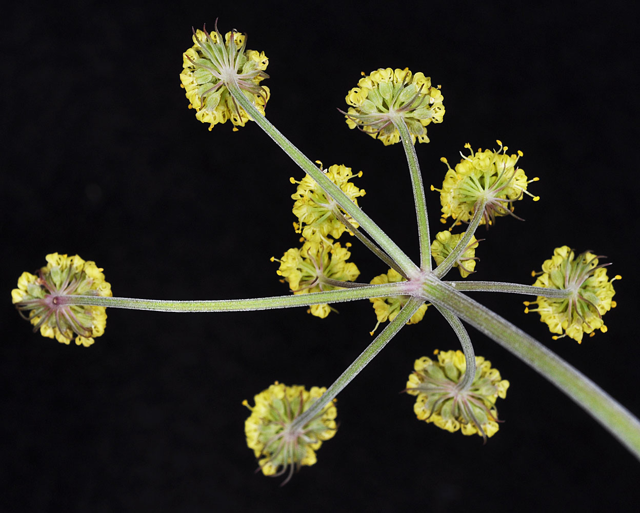 Flora of Eastern Washington Image: Lomatium simplex